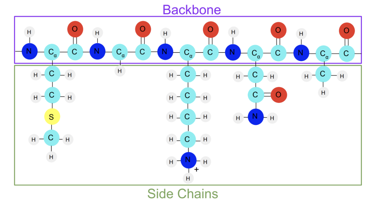 A string of amino acids, with a backbone and sidechains.